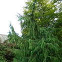 Chamaecyparis nootkatensis 'Pendula'